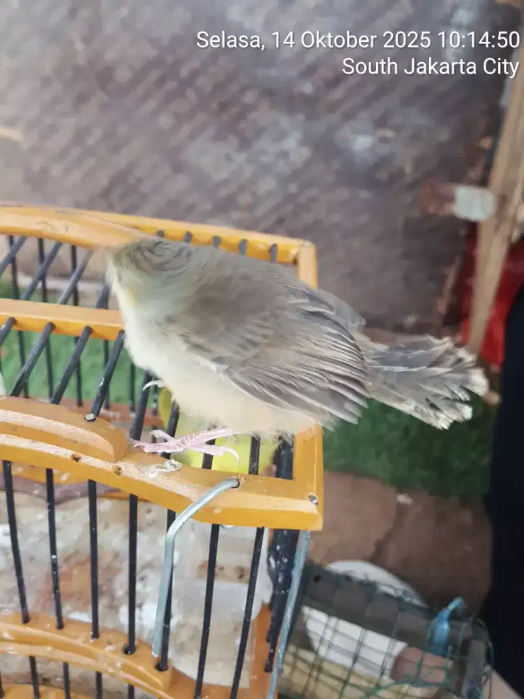 Anakan burung cipo_prenjak_cigun