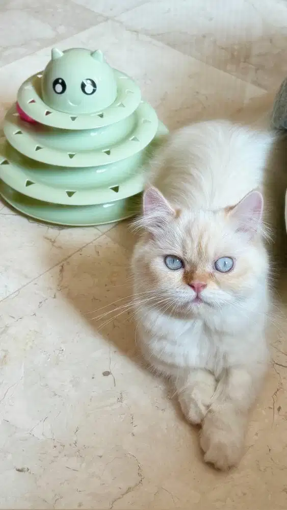 Munchkin Minuet