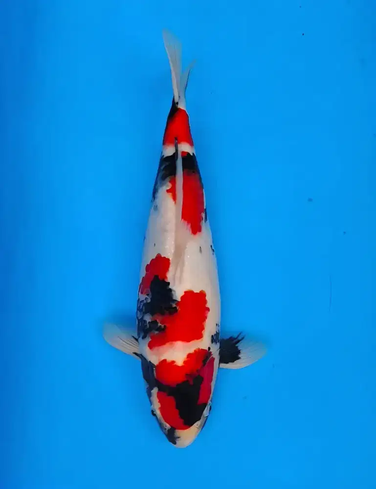 Koi Showa Super Quality