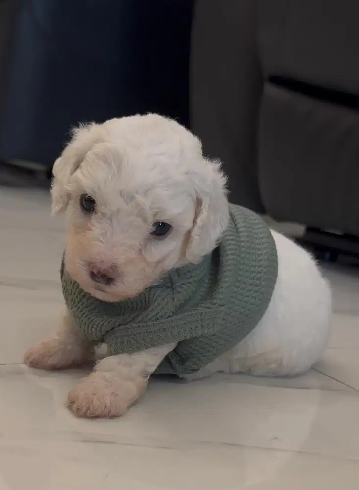 OPEN ADOPT WHITE APRICOT SILVER MINI POODLE