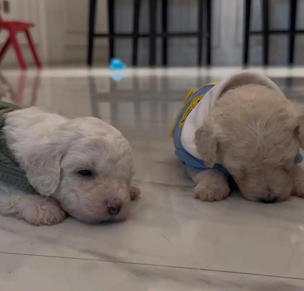 OPEN ADOPT WHITE APRICOT SILVER MINI POODLE