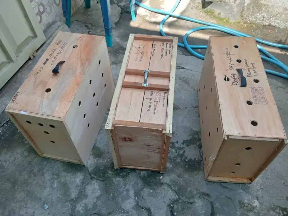 Box untuk kirim ayam