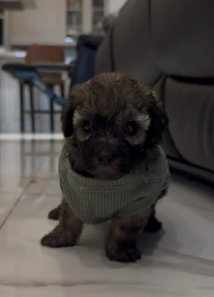 OPEN ADOPT SILVER POODLE WHITE APRICOT