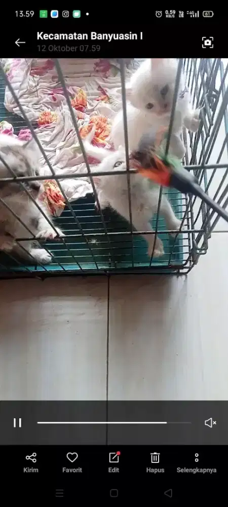 Kitten persia lucu