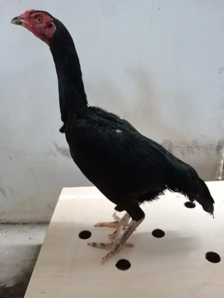 Ayam betina koytrad tulangan kasar
