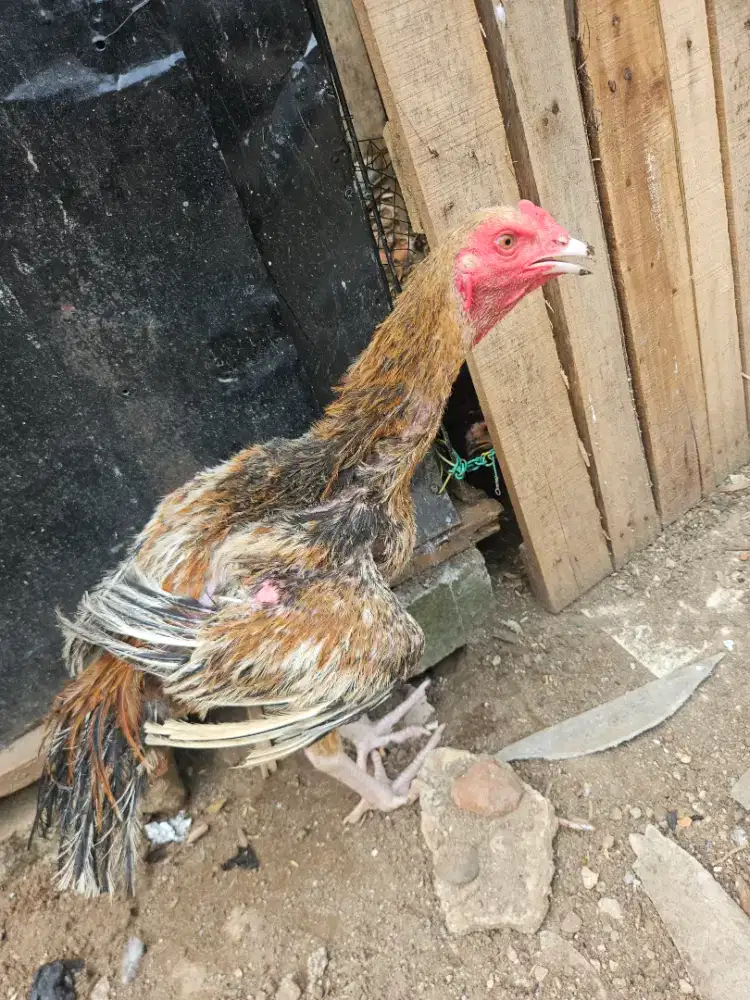 Jual Ayam Bangkok JakSel