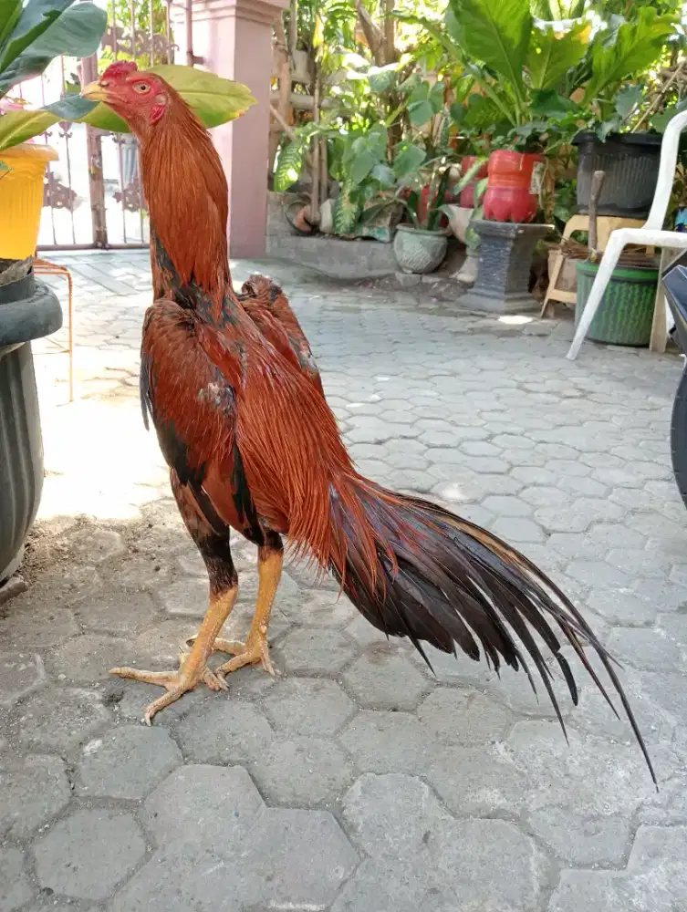 Ayam bangkok ekor semi lidi ukuran 5,5-6