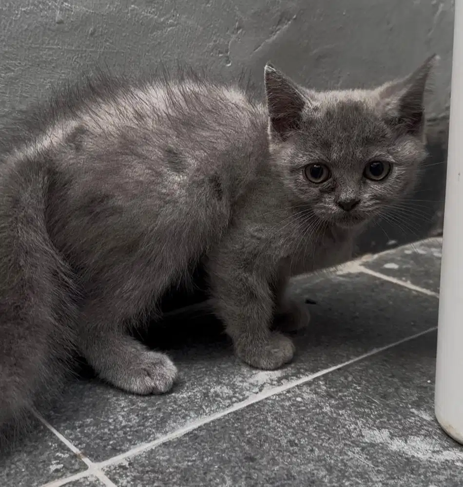 Kucing bsh ( british short hair )