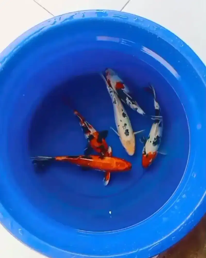 Paket ikan koi 27-30cm