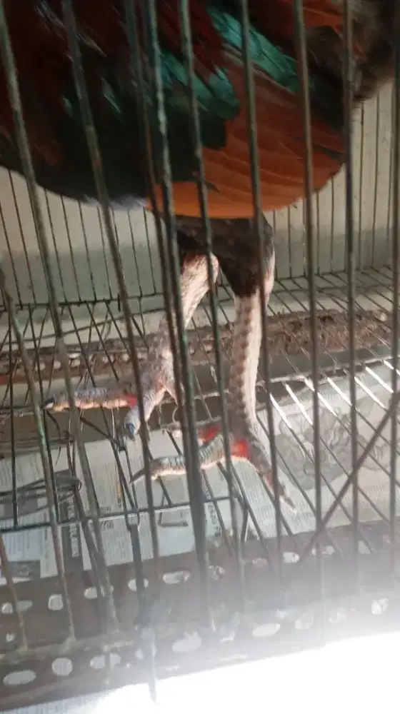 Ayam mangin x pakhoy