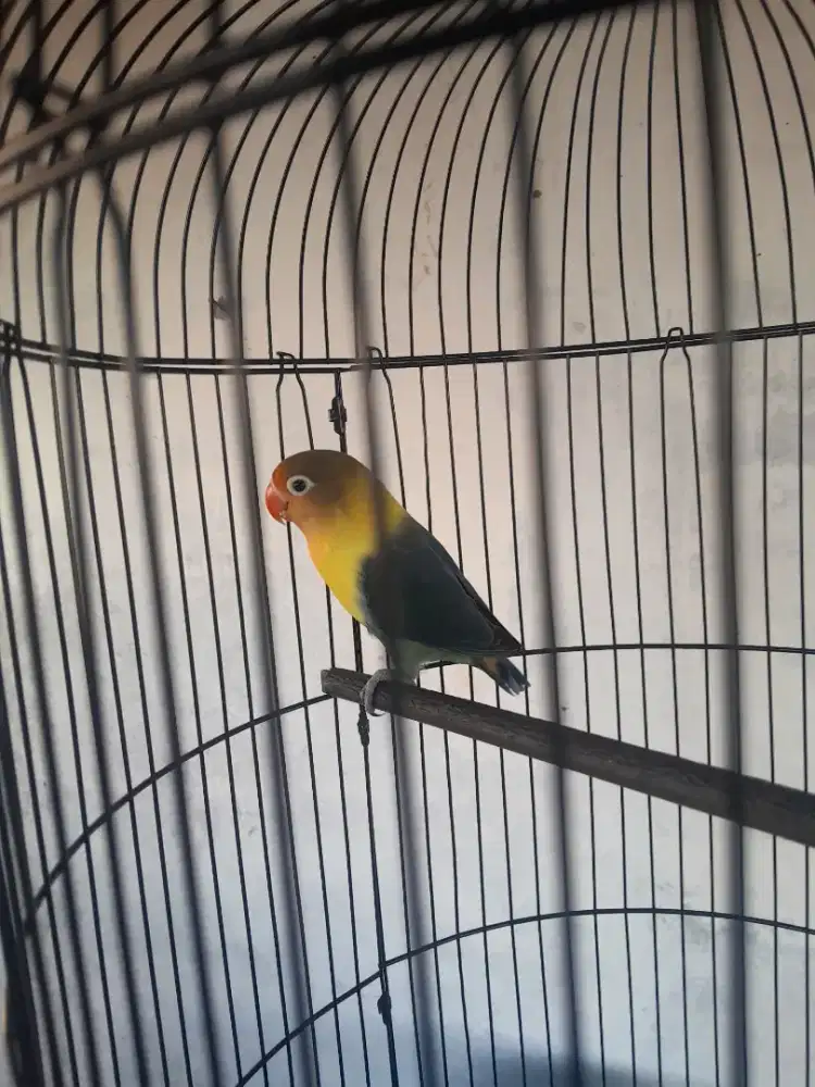 Burung lovebird PB vio