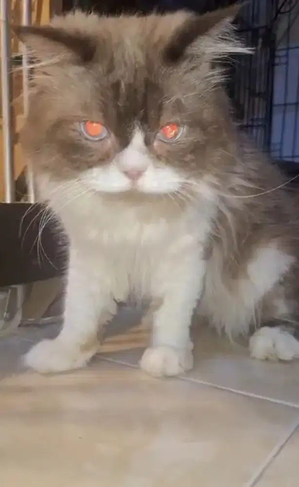 Ragdoll jantan kucing