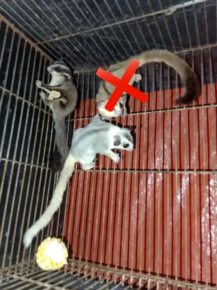 Sugar glider sepasang Moza x cg 8 bulan
