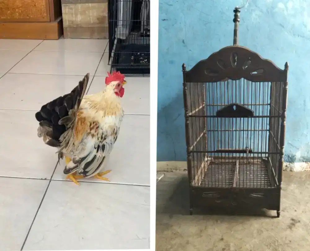 Ayam Kate jantan + kandang jati semi ukir no 1