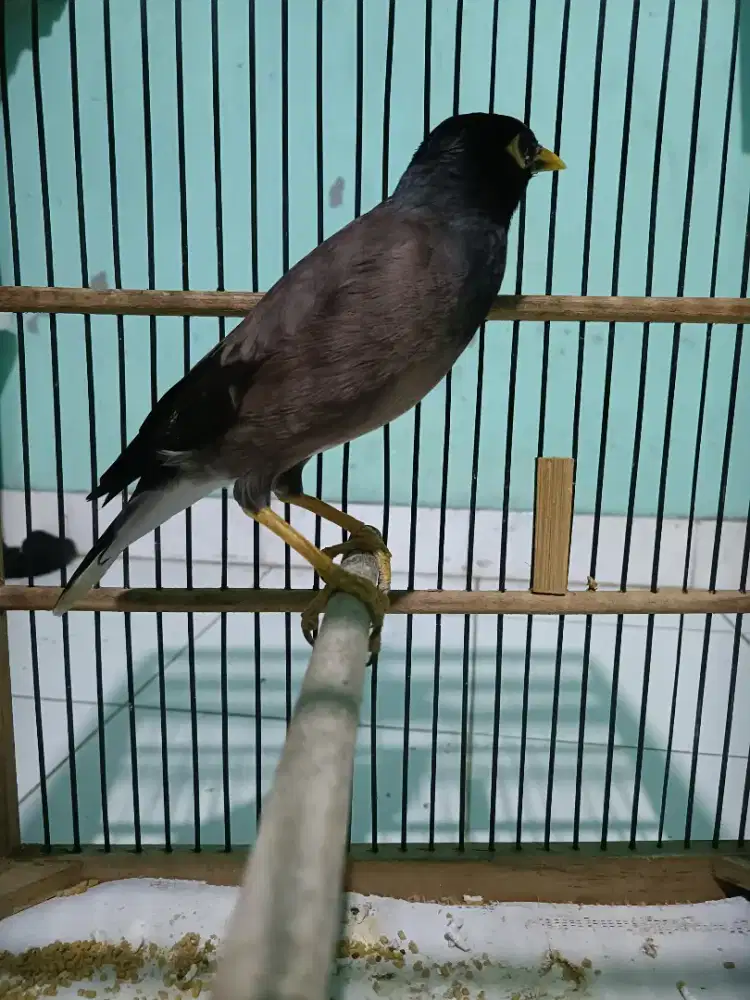 Burung jalak Nias