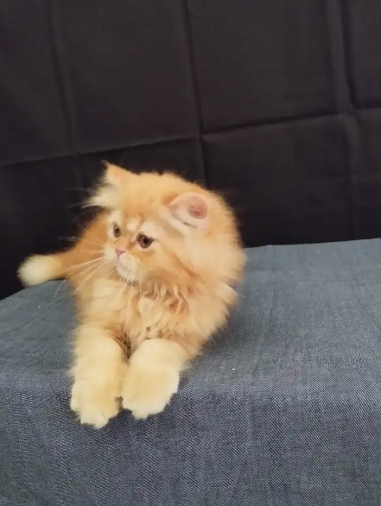 LA kitten lucu gemoy