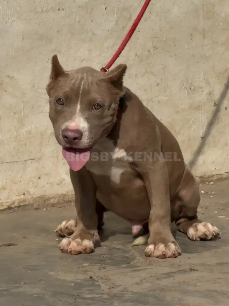 Pitbull Jantan Anakan American Pit Bull Terrier apbt Lilac Puppy