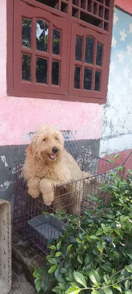 Poodle x Golden Retriever Goldendoodle