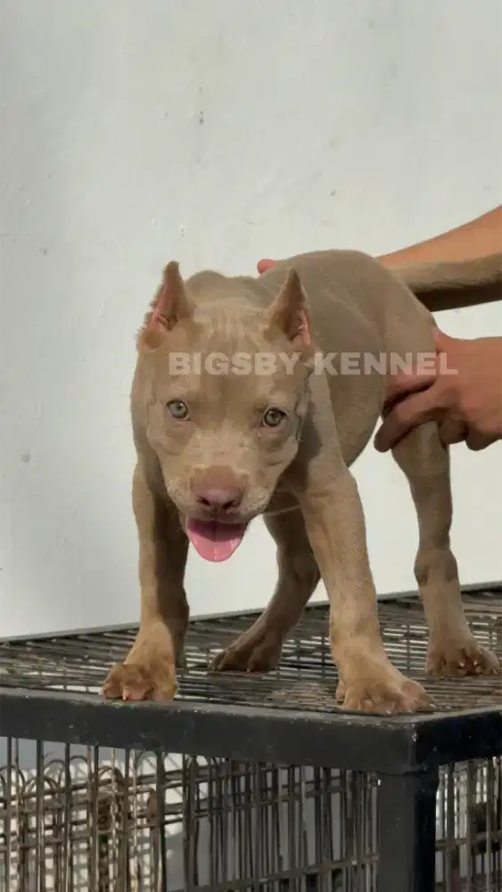 Pitbull Betina Anakan American Pit Bull Terrier apbt lilac Puppy