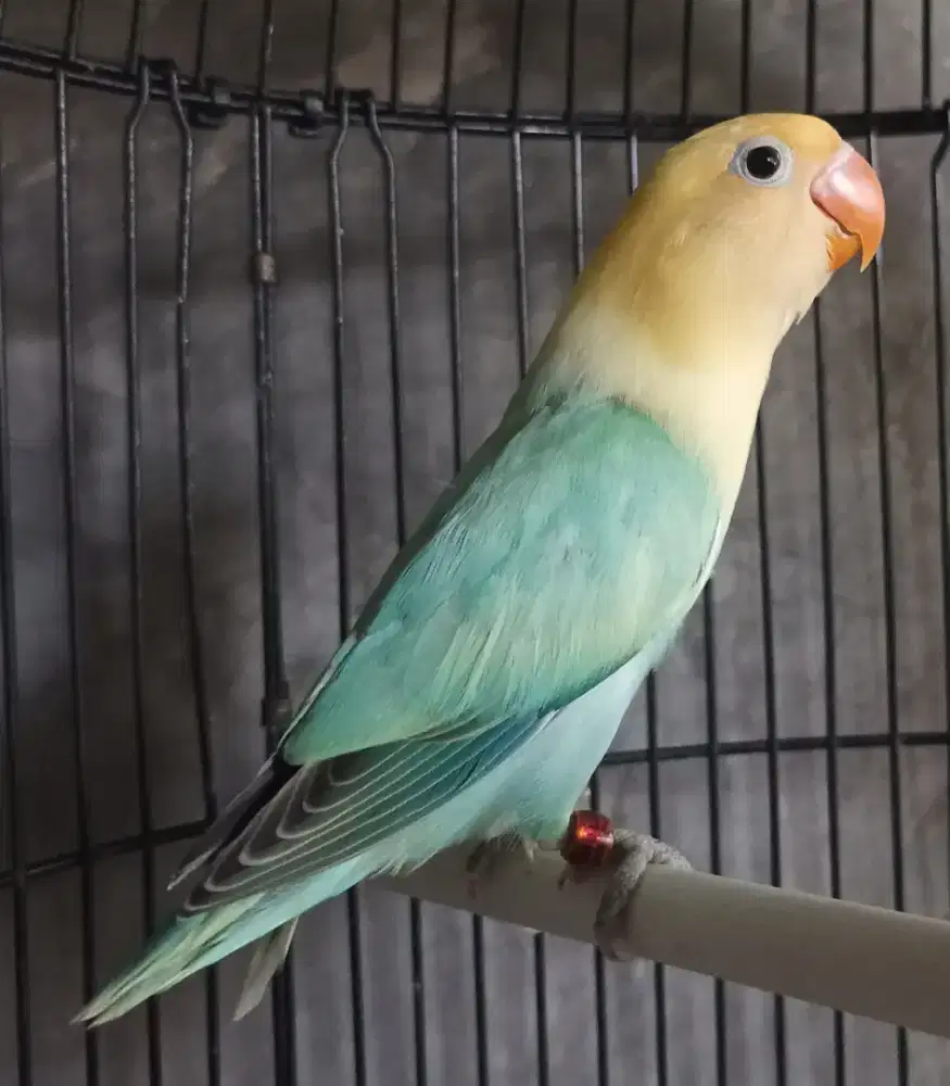 Burung Lovebird love bird Biola PB pied sable cling paud