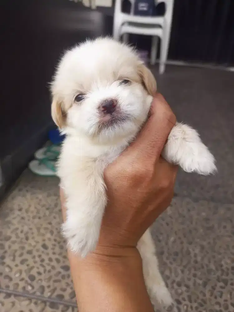 SHIHTZU MIX POM PUPPY