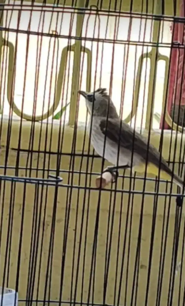 Di Jual Burung Cerucuk