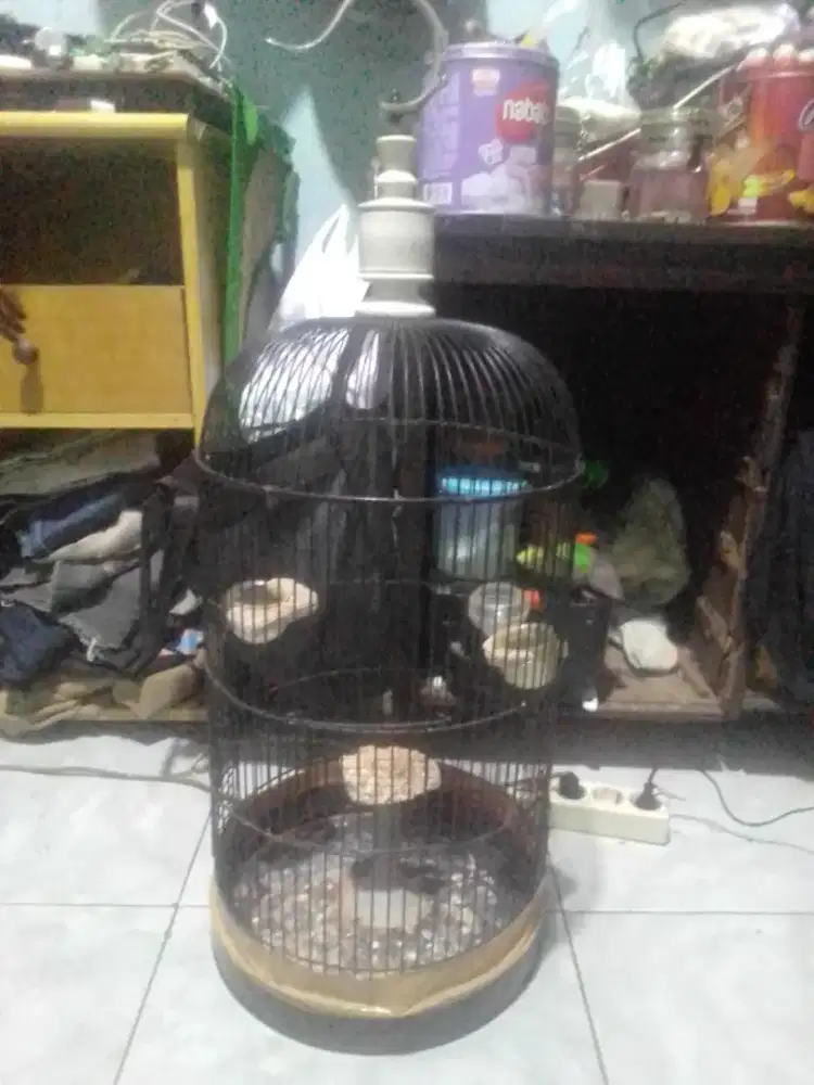 Kandang branjangan di BSD
