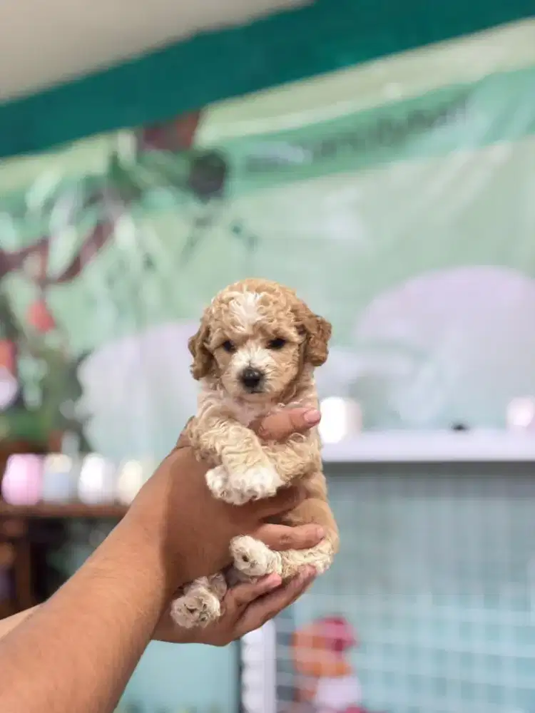 Anjing Maltipo Lucu