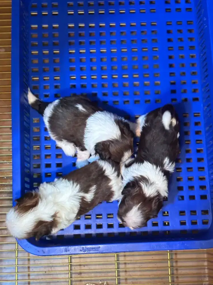 anjing shihtzu lucu