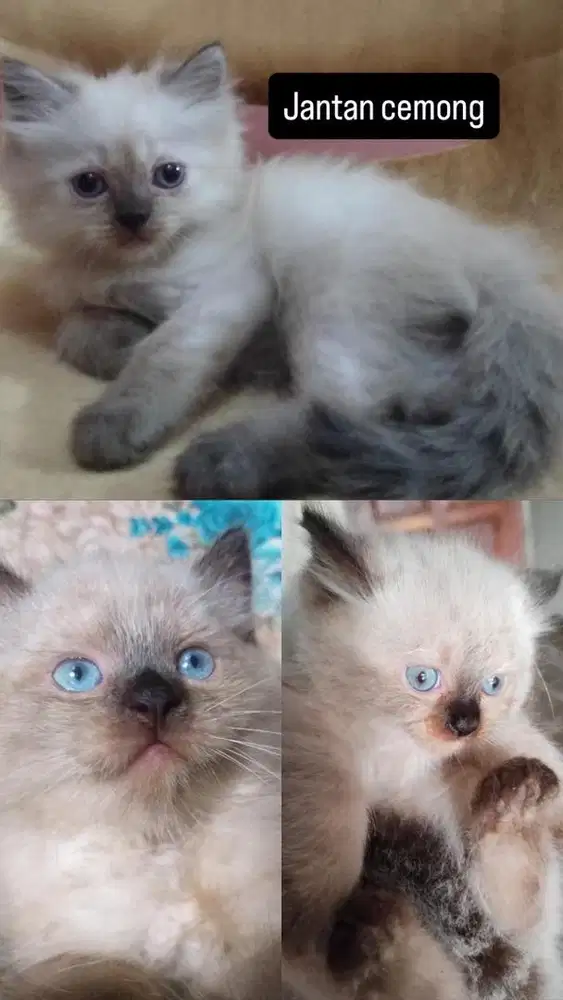 Kucing jantan cemong himalaya