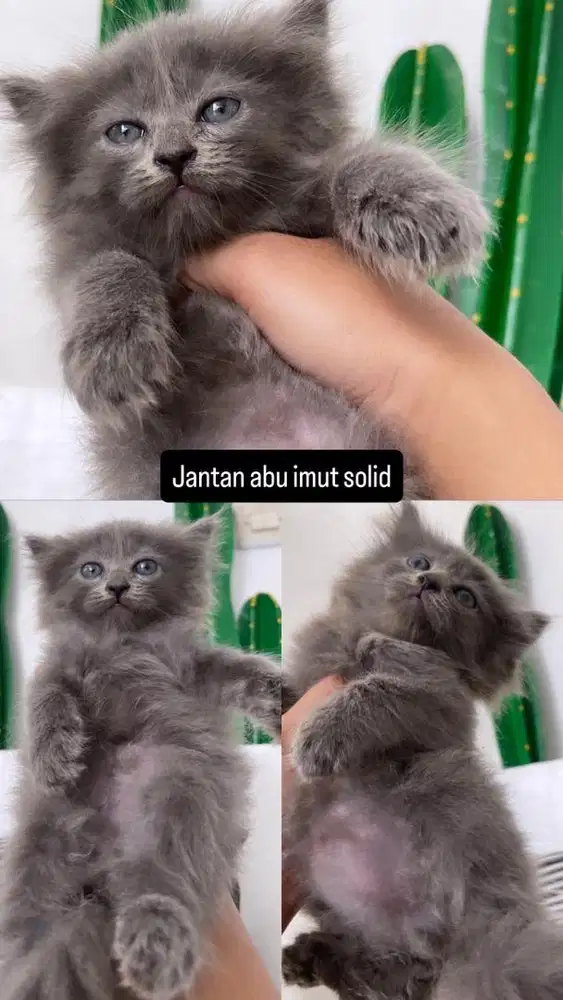 Kitten jantan abu solid