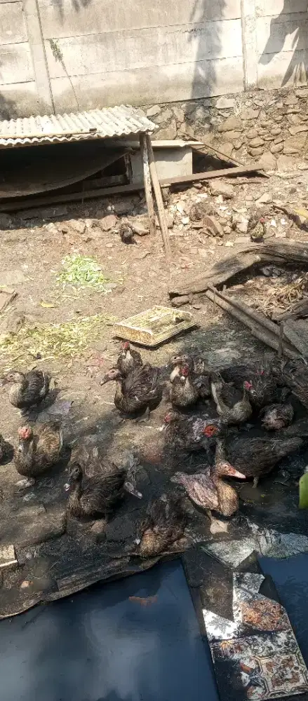 jual ayam kampung dan soang entok