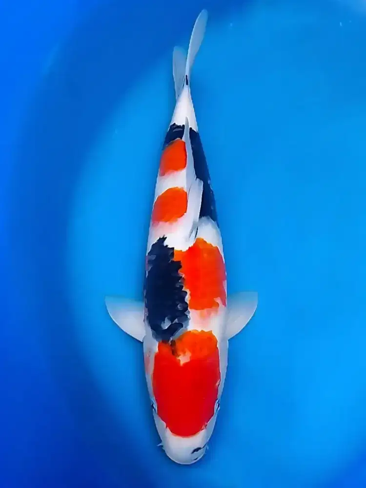 Koi Showa Sanshoku High Quality