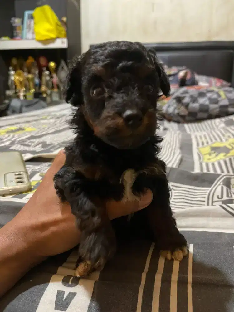Toy poodle umur 1 bulan cwe cwo