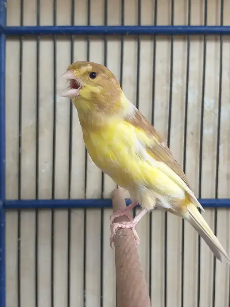 Kenari Spanish Timbrado x SF Paud, Jantan