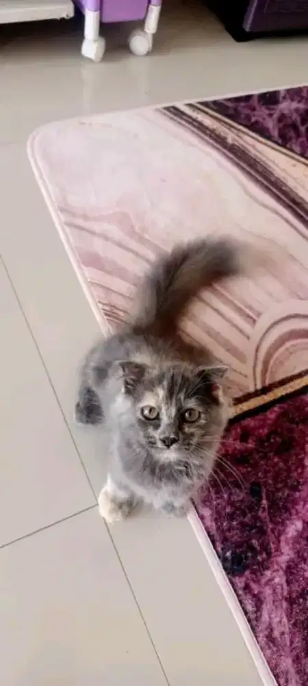 Scotis kitten manja