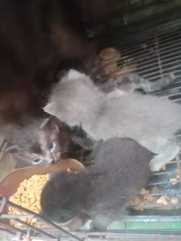 Di jual kucing Persia mix BSH