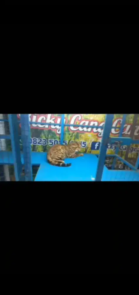 Kucing cakep kawin