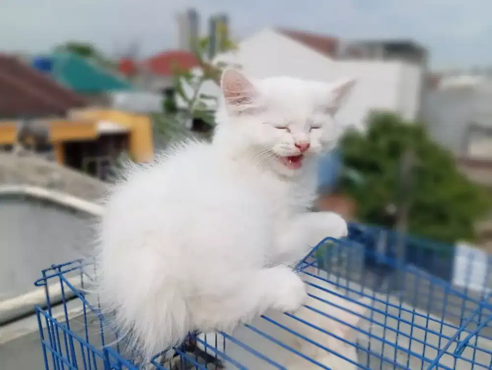 Jual kitten persia flatnose bulu kapas
