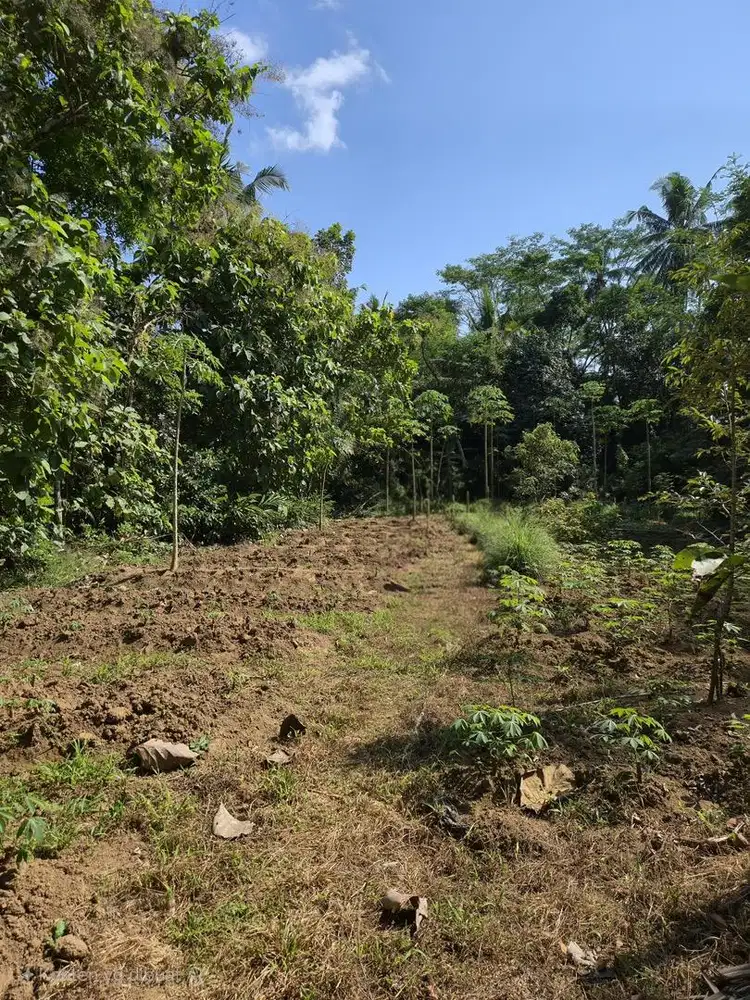 DIJUAL TANAH PEKARANGAN DI BOROBUDUR MAGELANG