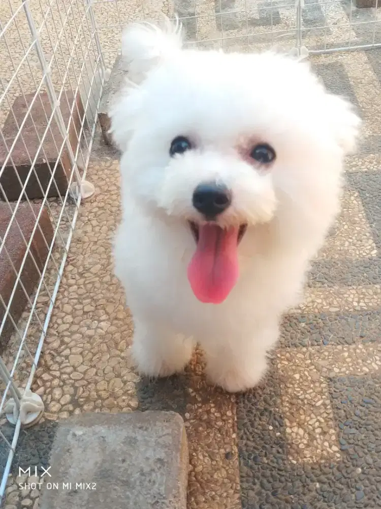 Calon indukan Bichon frise