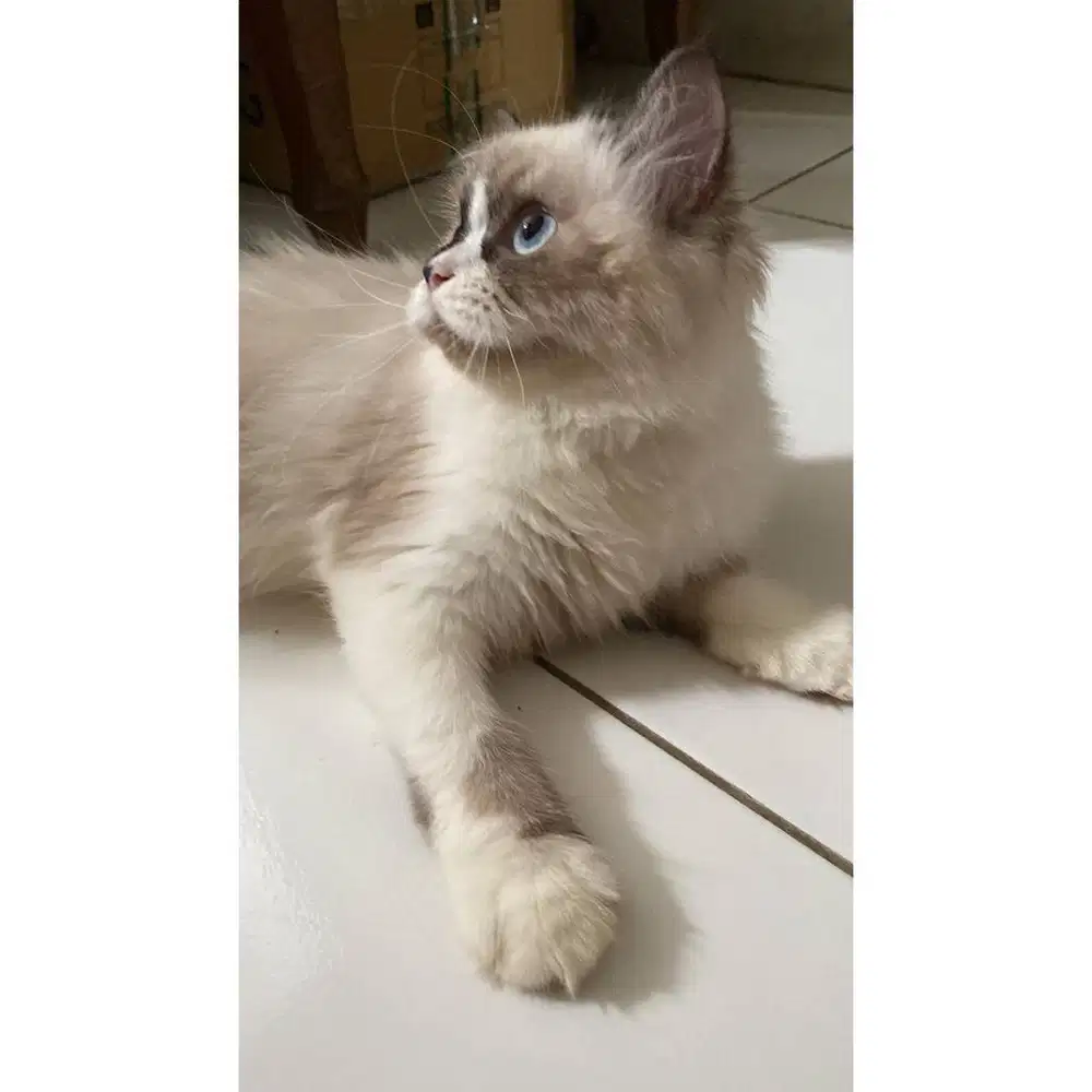 Kucing Ragdoll Betina