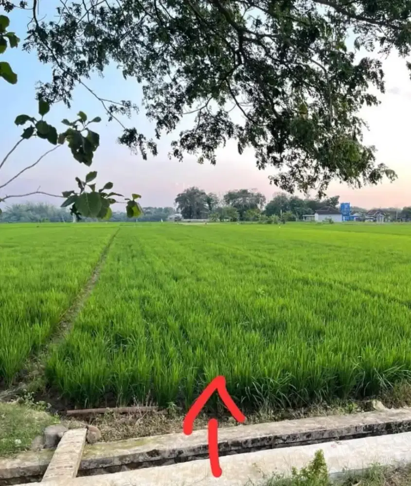 Jual sawah aktif lokasi jaten luas 1600mtr harga 450jt nego