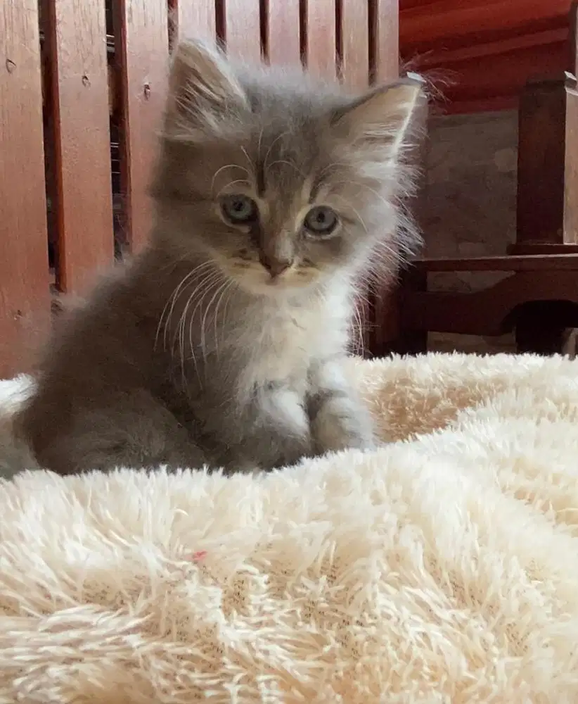 KITTEN PERSIAN JANTAN LONGHAIR BUKU KAPAS