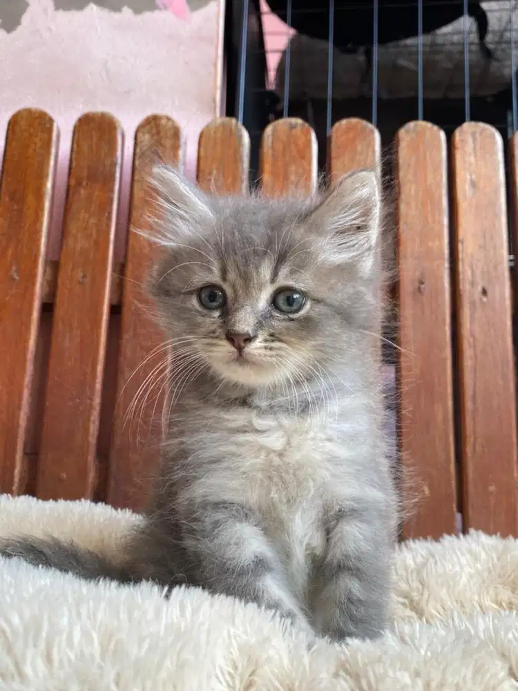 KITTEN PERSIAN LONGHAIR BUKU KAPAS