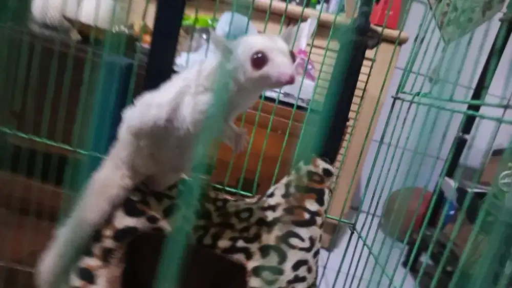 sugar glider mozaik x creamino mm