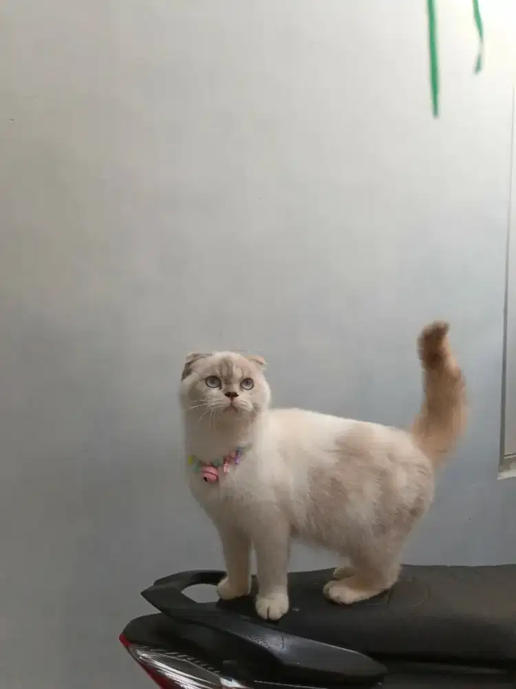 BSH Scottish fold