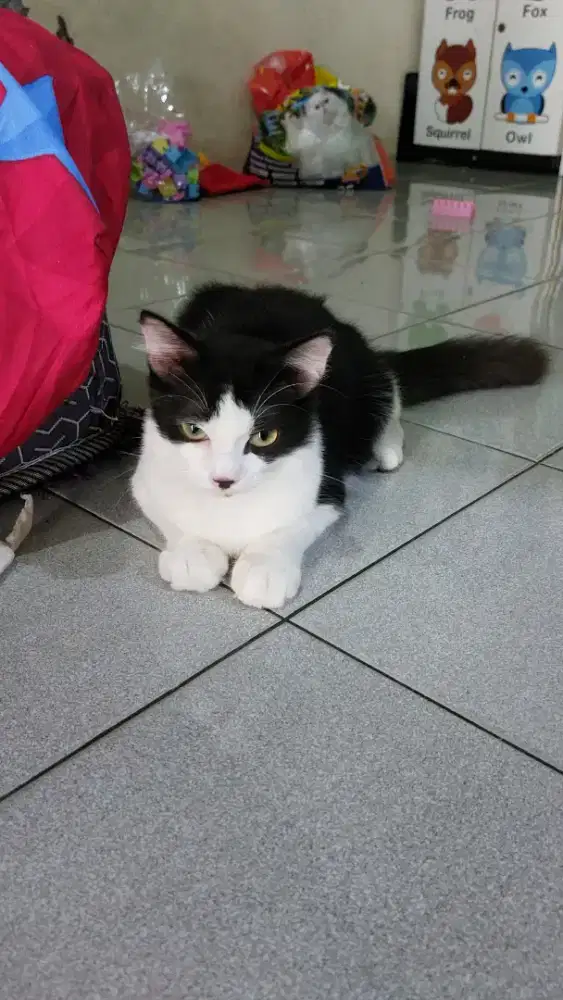 Kucing mixdom melihara dari kecil sehat embul aktif