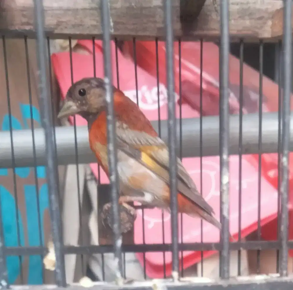 Red Siskin Dilute gacor
