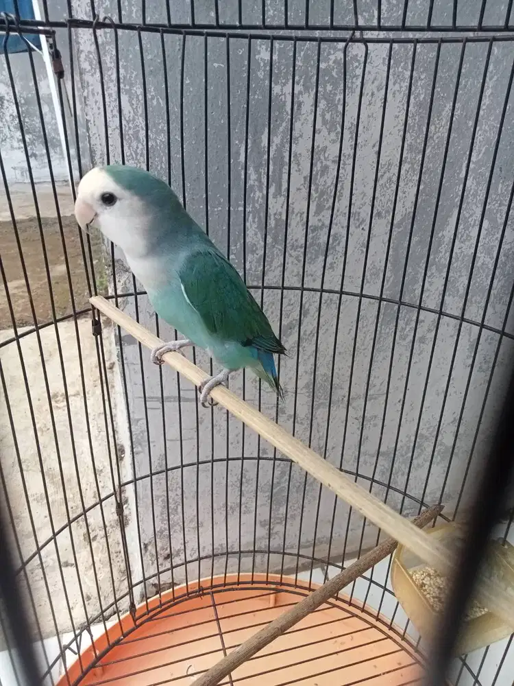 Burung Lovebird